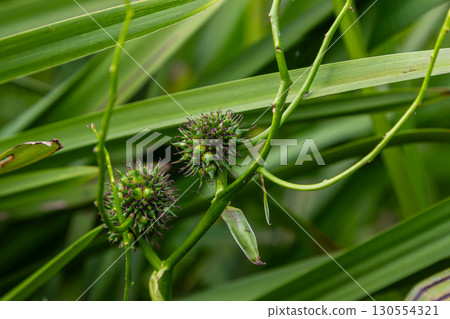 Sparganium bur-reed plant showing spiky seed heads among lush green foliage in a serene wetland environment 130554321