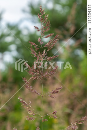 Wood small-reed flowers bloom under the soft light of cloudy skies in a tranquil natural setting Wood small-reed flowers bloom under the soft light of cloudy skies in a tranquil natural setting 130554325