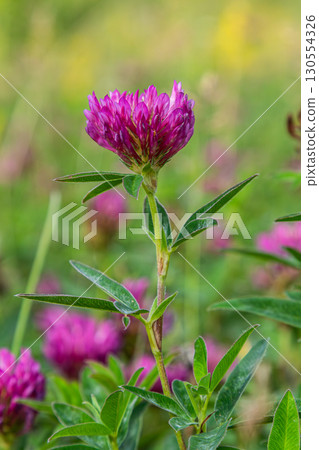 Red clover flower blooms in a lush green field under bright sunlight during springtime showcasing vibrant purple petals and leafy stalks Red clover flower blooms in a lush green field under bright sunlight during springtime showcasing vibrant purple petals and leafy stalks 130554326