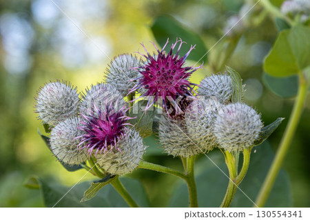 Woolly burdock Arctium tomentosum showcasing vibrant purple flowers against a blurred green background during late spring Woolly burdock Arctium tomentosum showcasing vibrant purple flowers against a blurred green background during late spring 130554341