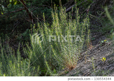 Exploration of fireweed thriving in a forested area during midday under sunlight 130554344