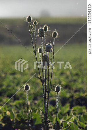 Wild teasel growing against a backdrop of green field under soft morning light in a tranquil rural landscape Wild teasel growing against a backdrop of green field under soft morning light in a tranquil rural landscape 130554350