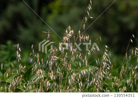 Wild oats sway gently in the breeze showcasing their delicate seed heads against a lush green backdrop in a sunny meadow Wild oats sway gently in the breeze showcasing their delicate seed heads against a lush green backdrop in a sunny meadow 130554351