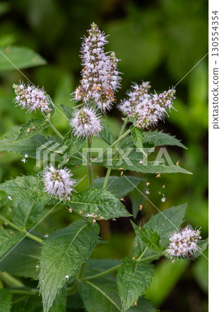 Water Mint blooming with aromatic purple flowers surrounded by lush green foliage in a natural setting Water Mint blooming with aromatic purple flowers surrounded by lush green foliage in a natural setting 130554354