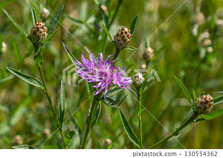 Beautiful bloom of Centaurea jacea also known as Brown Knapweed showcasing vibrant purple petals amidst lush green foliage in a meadow Beautiful bloom of Centaurea jacea also known as Brown Knapweed showcasing vibrant purple petals amidst lush green foliage in a meadow 130554362