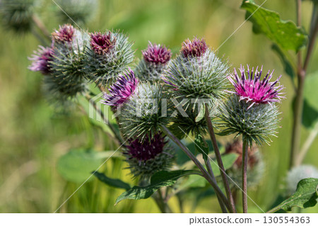 Woolly Burdock blooms in the wild showcasing unique purple flower heads surrounded by spiky green bracts 130554363