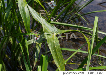 Common arrowhead plant thrives in wetland habitat with distinctive arrow-shaped leaves during bright daylight conditions Common arrowhead plant thrives in wetland habitat with distinctive arrow-shaped leaves during bright daylight conditions 130554365