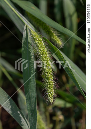 Setaria pumila Yellow Foxtail growing in a wild meadow under bright sunlight showcasing its distinctive tufts and green foliage 130554366