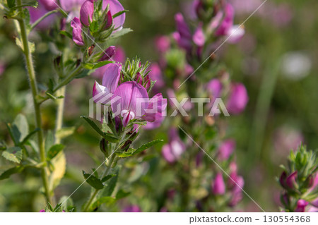 Restharrow blooms in natural habitat showcasing vibrant pink flowers in early morning light among lush greenery Restharrow blooms in natural habitat showcasing vibrant pink flowers in early morning light among lush greenery 130554368