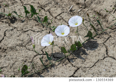 Field bindweed blooms on cracked soil in a dry landscape during midday sunlight showcasing resilient nature in challenging conditions 130554369