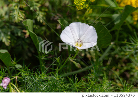 Field bindweed blooms in vibrant green surroundings under bright sunlight in a natural habitat during mid-spring Field bindweed blooms in vibrant green surroundings under bright sunlight in a natural habitat during mid-spring 130554370