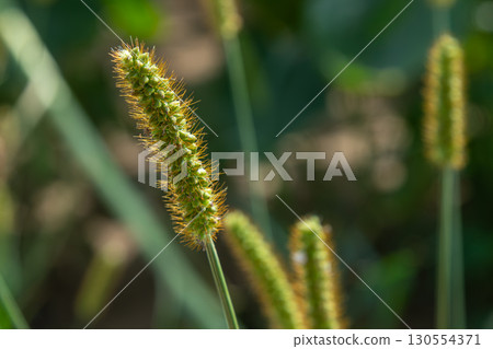 Green Foxtail Setaria viridis growing in a sunny field during late summer with vibrant green background and distinct spikelets Green Foxtail Setaria viridis growing in a sunny field during late summer with vibrant green background and distinct spikelets 130554371