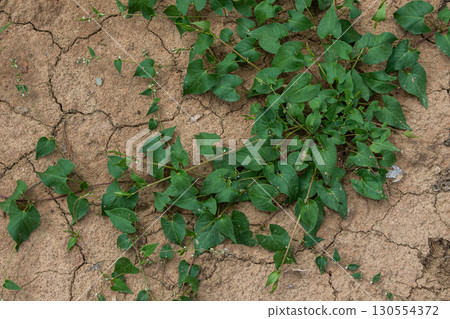 Black bindweed Fallopia convolvulus thriving on dry ground during late summer in a garden setting with cracked soil 130554372