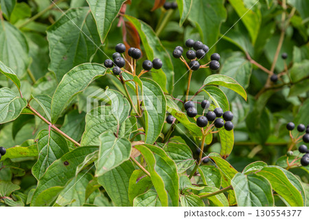 Displaying ripe Cornus sanguinea berries surrounded by lush green leaves in a natural setting during late summer 130554377