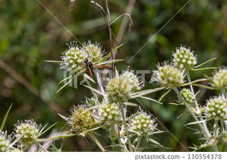 Field Eryngo flowers attract pollinators in a sunny meadow during late spring showcasing vibrant green foliage and delicate white blooms 130554378