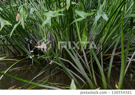 Common arrowhead plants thrive along the water's edge in a natural habitat showcasing their unique leaf shapes and aquatic growth Common arrowhead plants thrive along the water's edge in a natural habitat showcasing their unique leaf shapes and aquatic growth 130554381