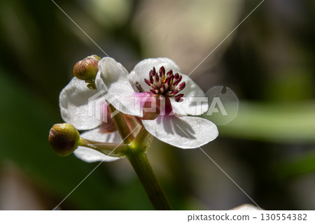 Common arrowhead Sagittaria sagittifolia blooms in a tranquil aquatic environment during a sunny afternoon near a freshwater habitat Common arrowhead Sagittaria sagittifolia blooms in a tranquil aquatic environment during a sunny afternoon near a freshwater habitat 130554382