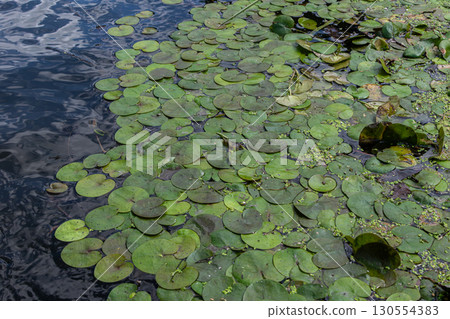 Floating Frogbit plants thrive in still water creating lush green patches on a calm surface Floating Frogbit plants thrive in still water creating lush green patches on a calm surface 130554383
