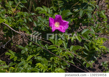 [北海道_北見_瓦卡原始花園]瓦卡原始花園裡的「魯格玫瑰」吸引遊客 130554458