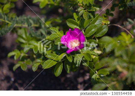 [北海道_北見_瓦卡原始花園]瓦卡原始花園裡的「魯格玫瑰」吸引遊客 130554459