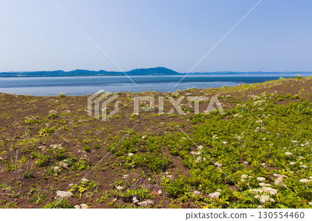 [北海道_北見_Wakka原始花園]「海畫眉」－Wakka原始花園吸引遊客 130554460