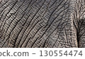 elephant skin seamless texture 130554474
