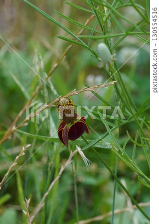 Mexican Hat Flowers - 2025 Mexican Hat Flowers - 2025 130554516