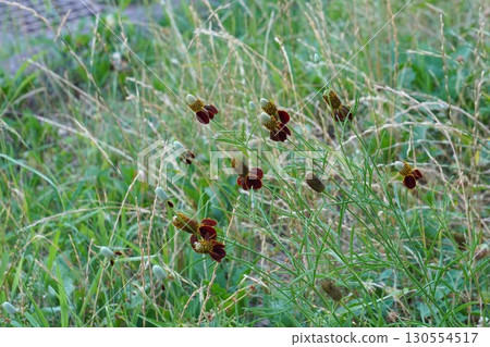 Mexican Hat Flowers - 2025 Mexican Hat Flowers - 2025 130554517