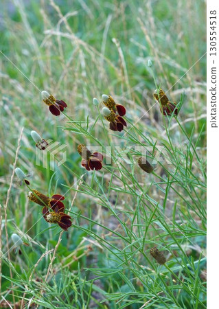 墨西哥帽花 - 2025 130554518