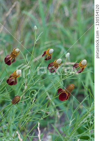 Mexican Hat Flowers - 2025 Mexican Hat Flowers - 2025 130554520