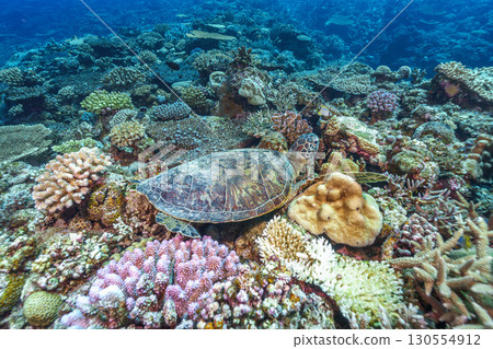 Coral and sea turtle 130554912