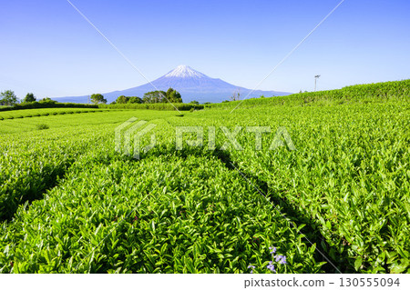 Young tea fields and Mt. Fuji, near Mt. Iwamoto, Fuji City, Shizuoka Prefecture 130555094