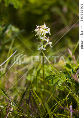 [Hokkaido_Kitami_Wakka Primeval Flower Garden] "Narrow-winged Plover" attracts visitors to Wakka Primeval Flower Garden 130555104