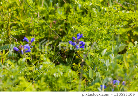 [Hokkaido_Kitami_Wakka Primeval Flower Garden] "Gentiana nipponica" - The Wakka Primeval Flower Garden attracts visitors 130555109
