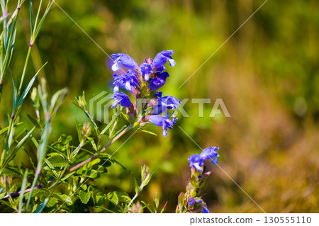 [北海道_北見_Wakka原始花園]「龍膽」－Wakka原始花園吸引遊客 130555110