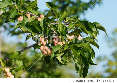 Magnolia fruit is getting darker - 2025 130555183