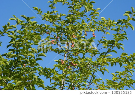 Magnolia fruit is getting darker - 2025 130555185