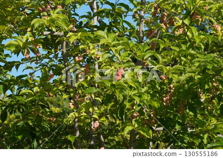 Magnolia fruit is getting darker - 2025 130555186
