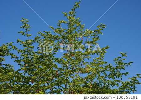 Magnolia fruit is getting darker - 2025 Magnolia fruit is getting darker - 2025 130555191