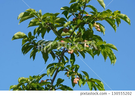 木蘭果實顏色變深-2025年 木蘭果實顏色變深-2025年 130555202