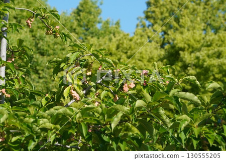 Magnolia fruit is getting darker - 2025 Magnolia fruit is getting darker - 2025 130555205