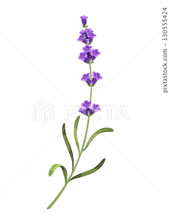 Lavender. Vector illustration of lavender, Provence flowers on a white background. Element from lavender flowers 130555424