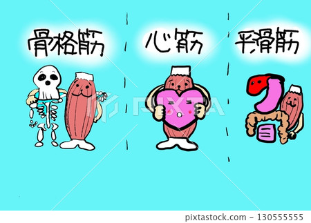 三種主要肌肉類型 130555555
