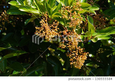 Coral tree fruit, July 2025 Coral tree fruit, July 2025 130555584