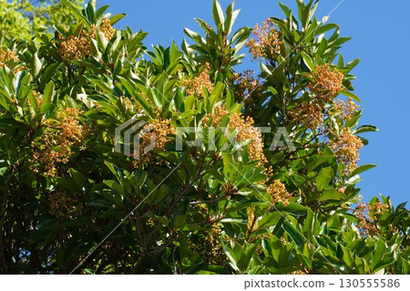 Coral tree fruit, July 2025 130555586