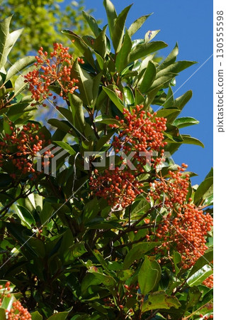 Coral tree fruit, July 2025 130555598