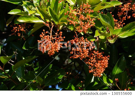 Coral tree fruit, July 2025 130555600