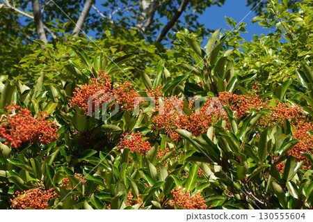 珊瑚樹果實,2025年7月 珊瑚樹果實,2025年7月 130555604