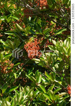 珊瑚樹果實，2025年7月 130555605