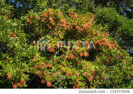Coral tree fruit, July 2025 130555606